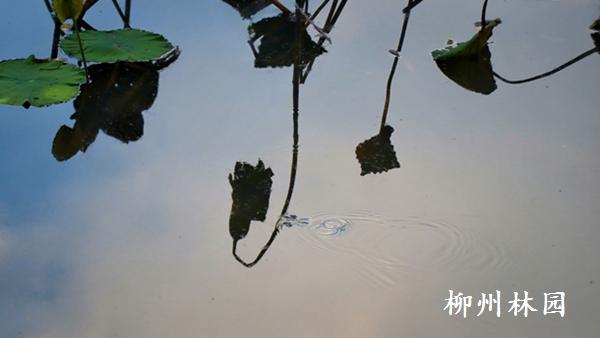 柳州市雀儿山公园荷塘“枯荷听雨”别样美