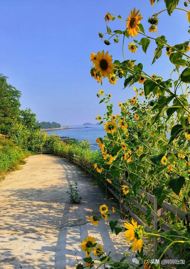 大连海边向日葵,银沙滩向日葵小路太美了