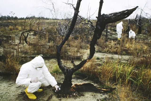 突变？切尔诺贝利发现蓝色的狗！是被核辐射变异了吗？