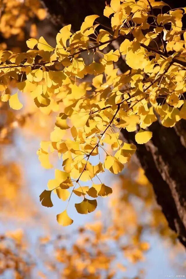 来达州宣汉，赴一场“黄金”盛宴