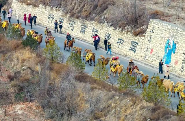 当黄河映驼影，这一刻仿佛穿越了丝路时光！