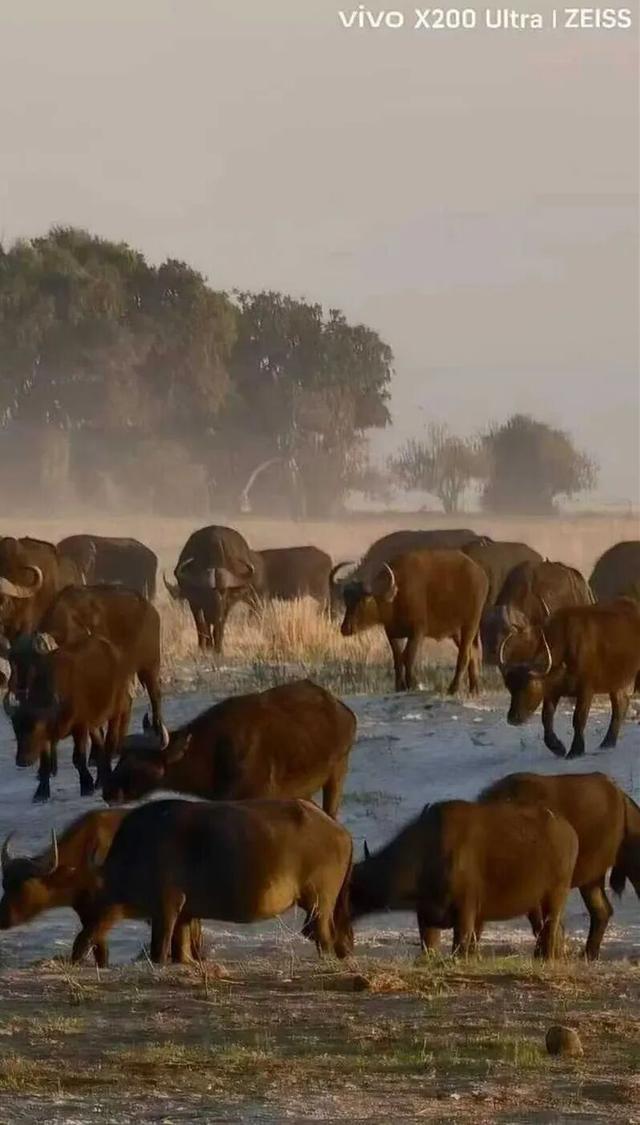 2026封神旅行清单！非洲五国（南非/东非）23天狂野之旅，太顶了