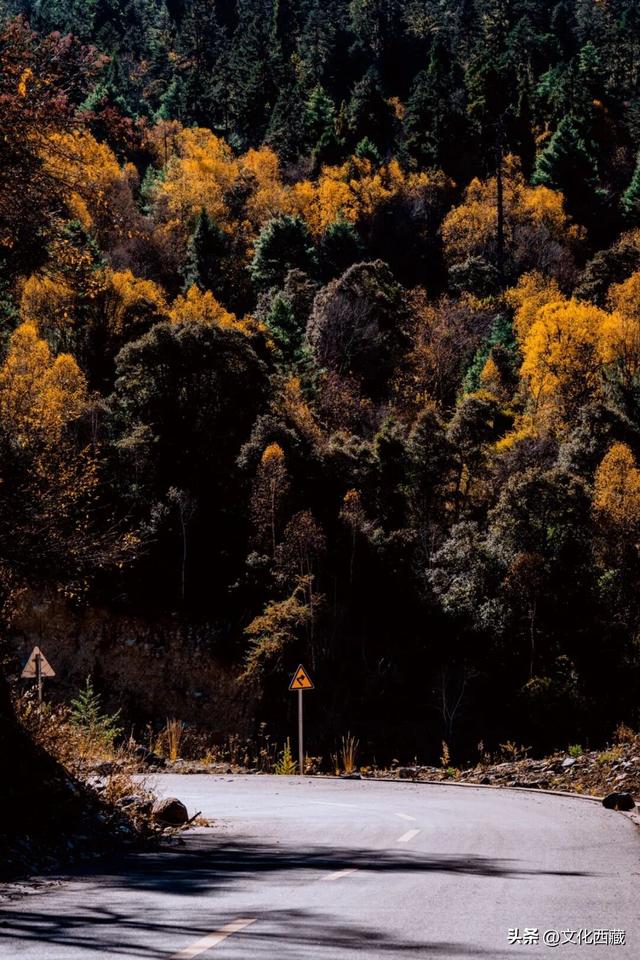 如果此生只来一次西藏林芝，我一定会去这里→