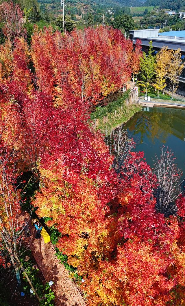 邂逅石林天外天红枫节“枫景线”