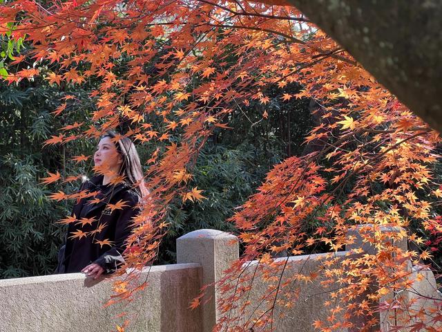杭州红叶季：桂花之后百花杀，旖旎红叶胜百花。