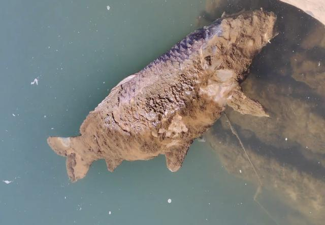 陕西男子发现巨型鲤鱼尸体，身上还挂着一枚大鱼钩，谁干的？