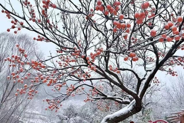 马上来“临” “沂”起过年｜爬一座沂蒙的山
