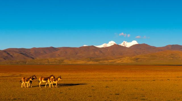 【辉煌60年·新时代西藏答卷】哲古草原：与藏野驴的秋日私语
