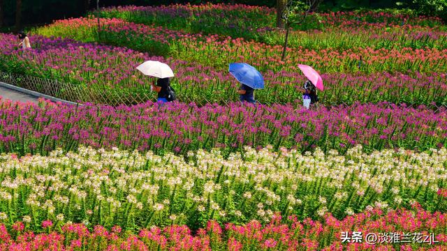 海珠湿地公园的醉蝶花七彩缤纷