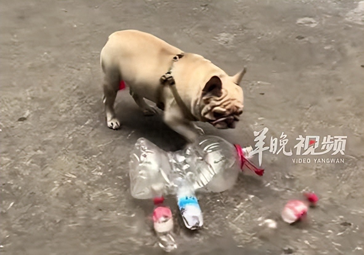 主人回应狗狗靠捡瓶子存款过万(这只五岁半的狗从三岁开始就跟着主人每天捡塑料瓶) 主人回应狗狗靠捡瓶子存款过万(这只五岁半的狗从三岁开始就跟着主人每天捡塑料瓶)