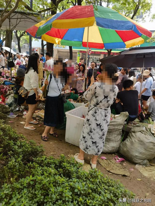 苏州的荷花市集