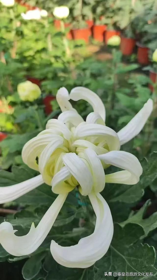 秦皇岛山海关金秋长城菊展开展在即，布展现场抢先看！