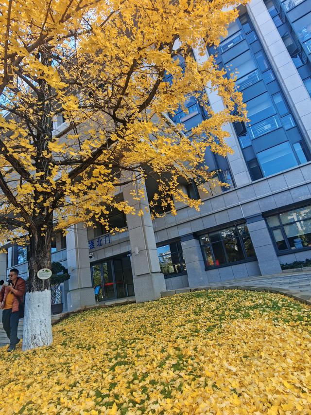昆明市行政中心另一处，李世民种植银杏树的缩小版，赶快克