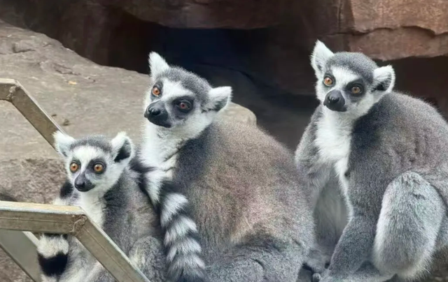临沂人游临沂 | 一大波景区优惠福利来了