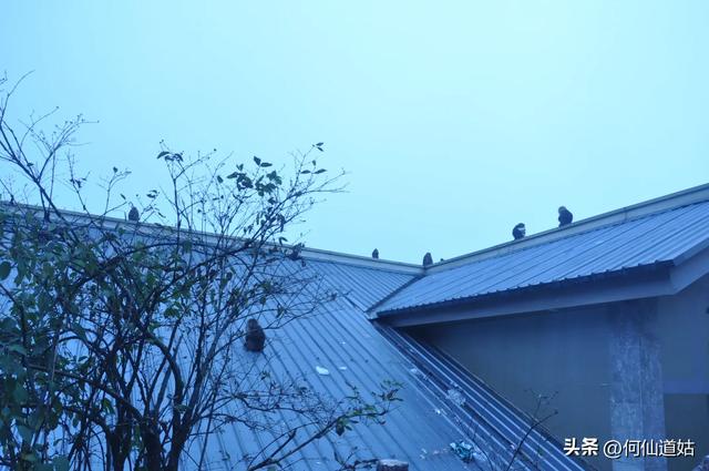 峨眉山的猴子