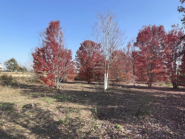 大美六合老虎岗枫叶绝美