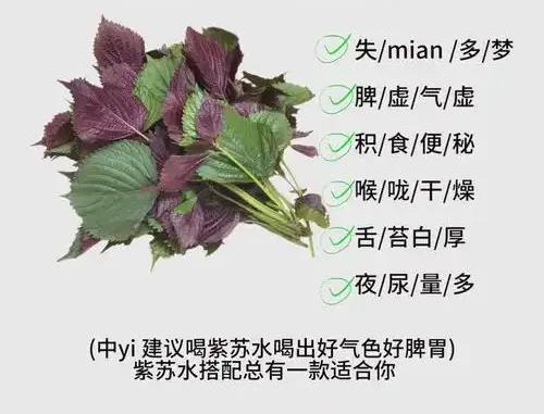 中伏吃紫苏，好处多多！