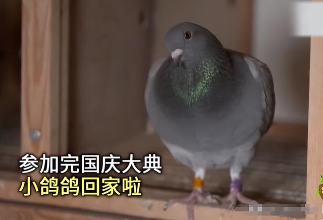 阅兵放飞信鸽翻车现场：不少鸽子“越狱”，原因曝光让养鸽人泪崩