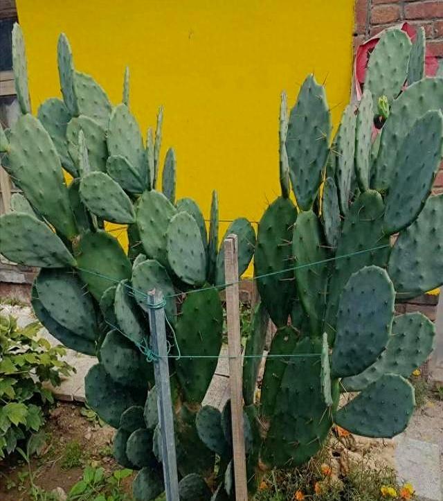 “花旺人不旺”，家里最好不要养这3种花，别不当一回事儿