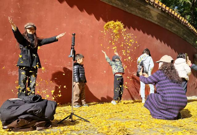 彩叶映红墙；景山公园迎来绚烂的最佳观赏期