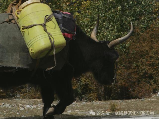 「辉煌60年·新时代西藏答卷」绝美！西藏小江南的秋色天花板，美到窒息！