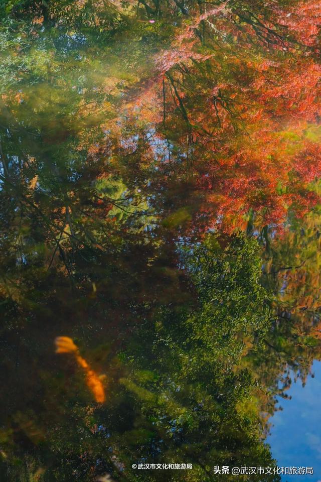 晴晴晴晴晴晴晴晴，东湖彩叶美出新高度！