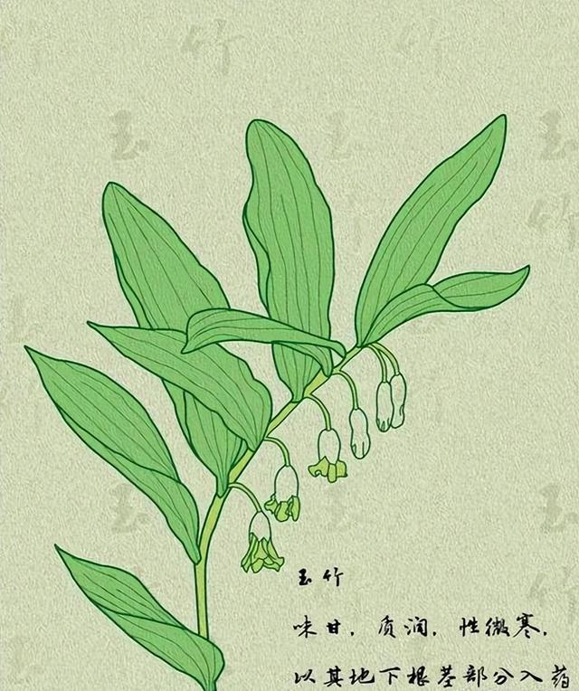 “葳蕤”的“蕤”字该怎么读？“葳蕤”是什么意思？