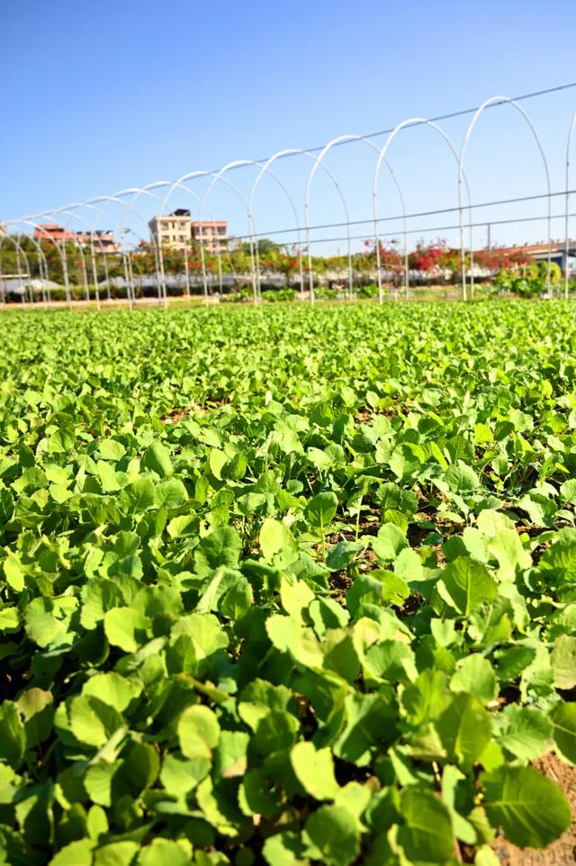石碣好 “景”！拥抱生态绿地，感受田园风光~