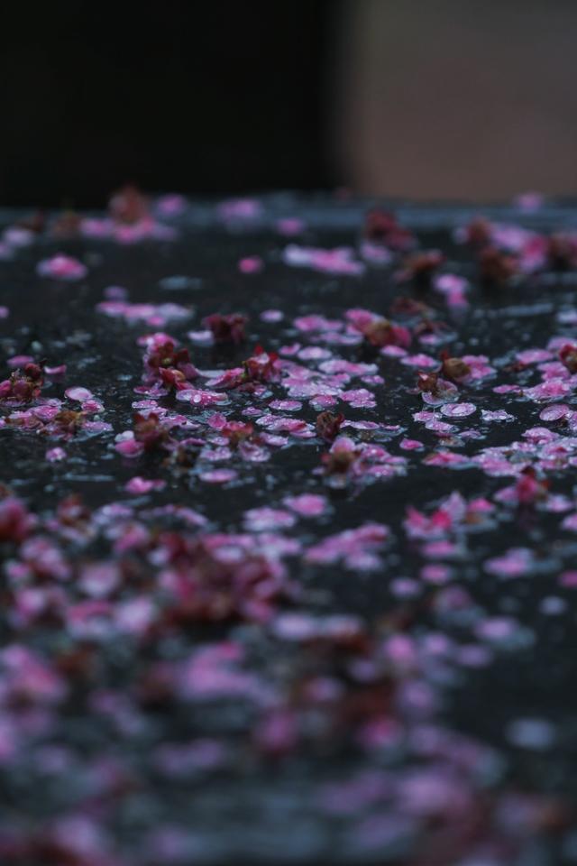 大年初十，春雨中，铁佛寺。一场六瓣梅的告别，看哭了所有人