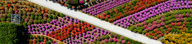 莲花山公园又上新了，现在就冲！