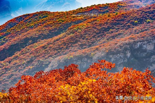 黄栌，被称为“皇帝树”，是它撑起香山红叶的美，秋天的颜值担当