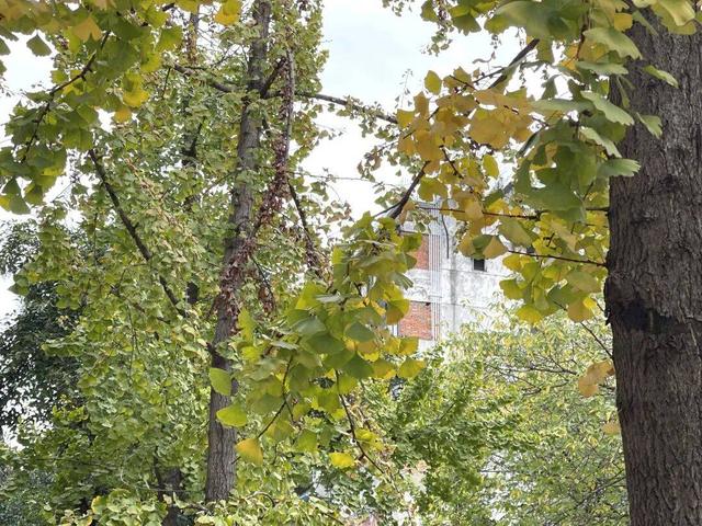 【美丽四川】寒冬将至 银杏初黄