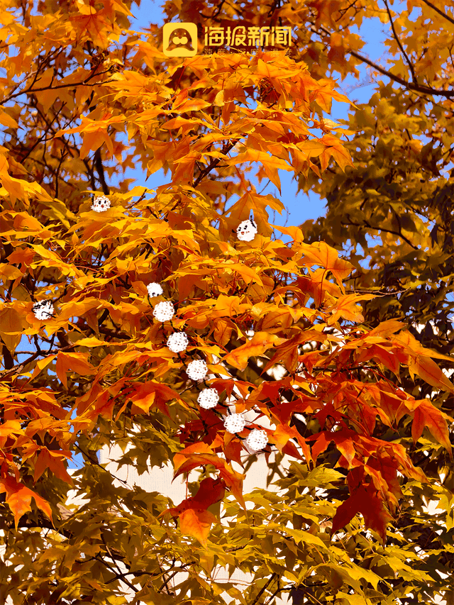 动图海报丨那就好好告别吧，在潍坊最后的秋景里！