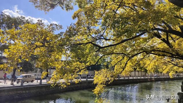 全屏“封神”!这可是昆明初冬的超绝顶流!保姆级攻略来袭,趁天晴立马冲!