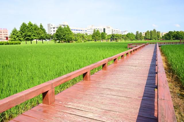 藏在城里的“小清新”：石碣起航广场水稻田正绿，赴一场与自然的温柔邂逅