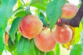 我国哪的桃最好吃？8个地方上榜，香甜爽脆，值得买来尝尝图片