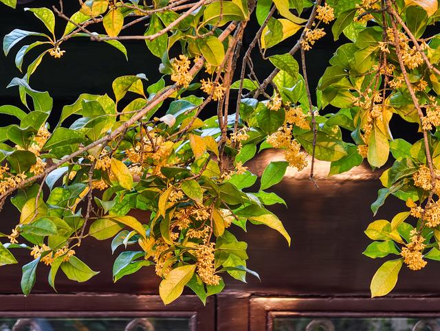 苏州拙政园桂花盛开