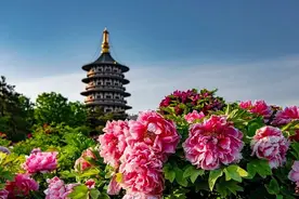 6个关于牡丹的趣闻小知识，一定有你不知道的！图片