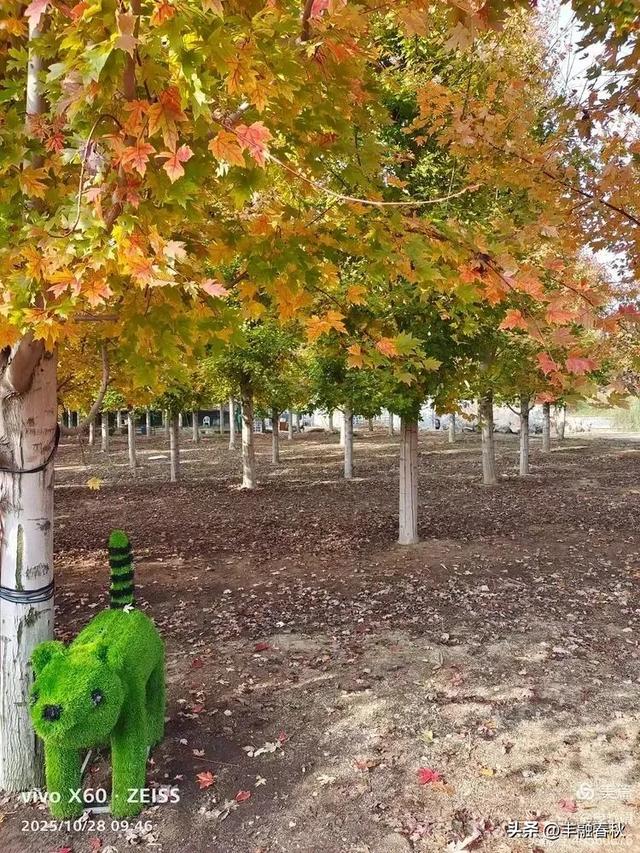 丹枫映秋，枫彩满楼｜申艳娟