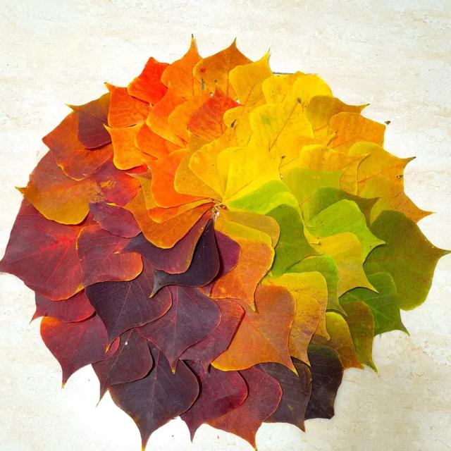 秋日限定｜“落叶不扫”模式开启，44条景观道观赏指南请收藏！