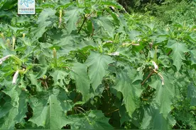 重新认识农村常见植物——多才多艺的曼陀罗图片