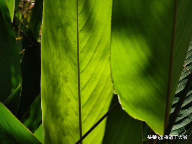 曲靖免费游玩的水乡，去了你才知道有多美