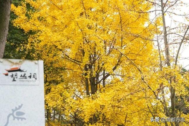 成都这一场馆焕新归来！免费开放→