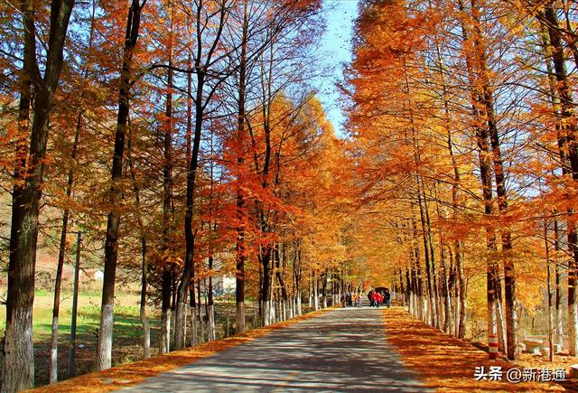 邂逅浪漫秋日，汉中展开超美自然画卷