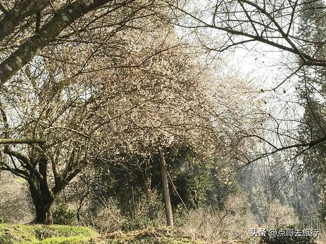 成都惊现6000亩梅林，花开成海超级壮观，免费，不要门票！