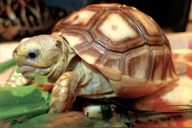 12年男子捡到只吃菜的乌龟，养了7年发觉异样，警方将乌龟带走了图片