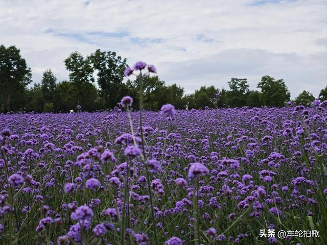 没有一株薰衣草的薰衣草庄园