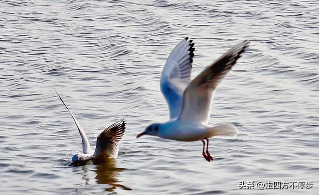 深圳湾观鸟：海舞鸟歌映盛世