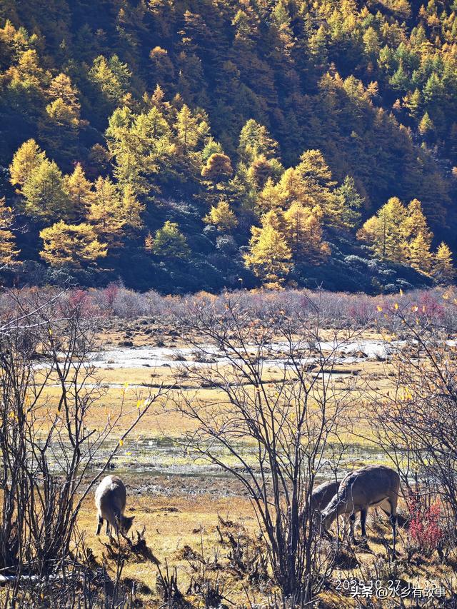 川西自驾，稻城亚丁
