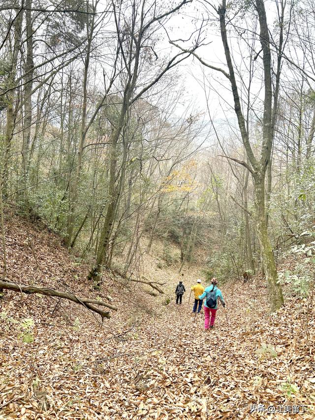 一条路，落叶无迹——贵州冬日风光